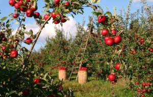 リンゴ農家の収穫